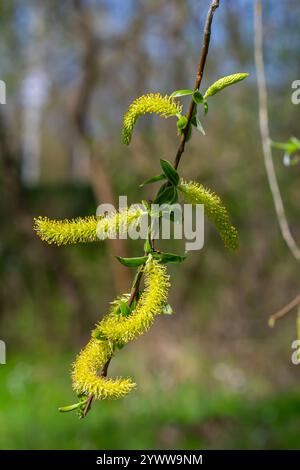 Primo piano di gattini di salice dorati che oscillano delicatamente nella brezza primaverile. La luce del sole ne esalta i colori vivaci e la texture delicata, evidenziando la bellezza Foto Stock