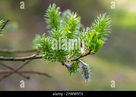 Primo piano di gattini di salice dorati che oscillano delicatamente nella brezza primaverile. La luce del sole ne esalta i colori vivaci e la texture delicata, evidenziando la bellezza Foto Stock