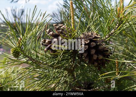 Ramo di Pinus sylvestris con coni in ambiente naturale. Foto Stock