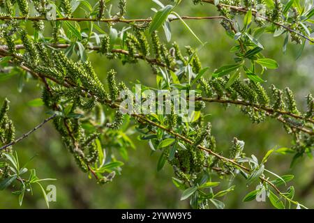 Primo piano di gattini di salice dorati che oscillano delicatamente nella brezza primaverile. La luce del sole ne esalta i colori vivaci e la texture delicata, evidenziando la bellezza Foto Stock