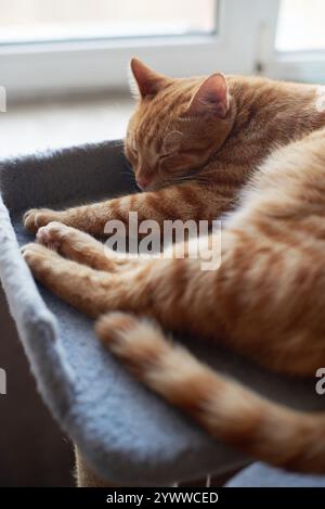 Un gatto di zenzero dorme sonni tranquilli su un soffice prato grigio vicino alla finestra, con luce naturale che illumina la sua pelliccia. Una scena emozionante per i temi degli animali domestici Foto Stock