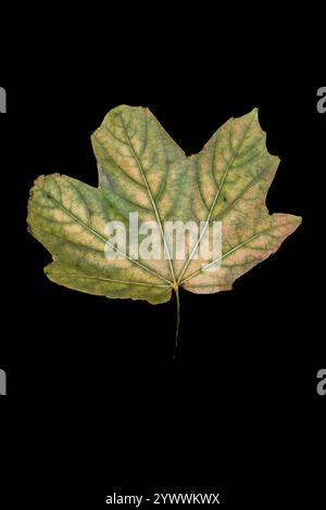 La foglia morta di un acero Sycamoro Acer pseudoplatanus. Foto Stock