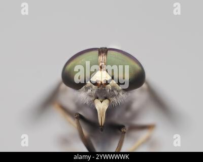 Insetto Stable Fly o Horse Fly, Tabanidae in Thailandia e nel sud-est asiatico. Foto Stock