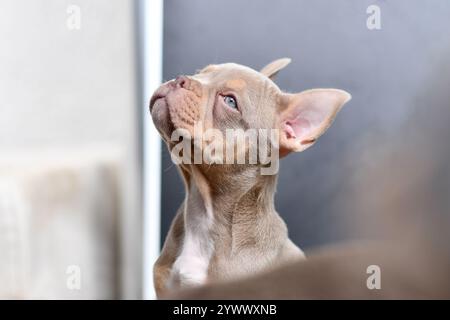 Cucciolo di cane Bulldog francese New Shade Isabella Orange Tan Foto Stock