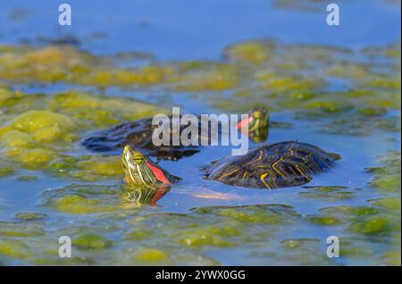 Un appuntamento di tartarughe di scorrimento dalle orecchie rosse (Trachemys scripta elegans) in un lago paludoso, Galveston, Texas, Stati Uniti. Foto Stock