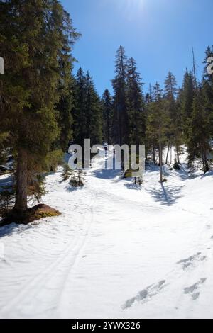 La neve ricopre il terreno a Garmisch-Partenkirchen mentre alti alberi sempreverdi fiancheggiano i sentieri. La luce solare intensa filtra attraverso i rami, creando una S. Foto Stock