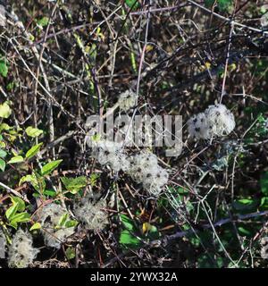 Primo piano di Clematis Vitalba, nota anche come Old Man's Beard. Sfondo autunnale, cornice quadrata. Foto Stock