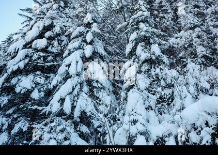 I pini innevati si ergono alti nel vibrante paesaggio invernale dei dintorni di Tagernsee, mostrando la serena bellezza della Baviera, in Germania Foto Stock