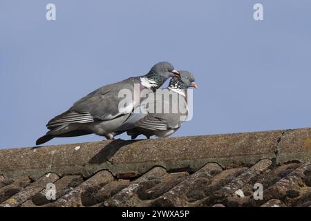 Piccione di legno (palumbus Columba) due uccelli adulti durante la loro mostra di corteggiamento sul tetto di una casa urbana in primavera, Inghilterra, Regno Unito, Europ Foto Stock