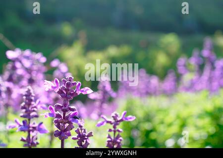 Splendido campo di lavanda in fiore il giorno d'estate, primo piano. Foto Stock