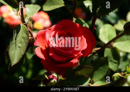 Primo piano di una vivace rosa rossa alla luce naturale del sole Foto Stock