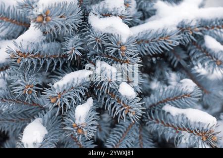 Rami di abete rosso argentato ricoperti di neve, albero di Capodanno naturale per lo sfondo natalizio Foto Stock
