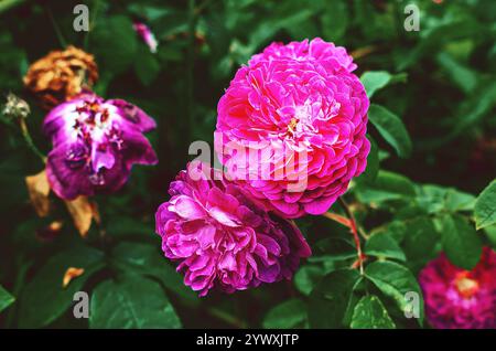 Rosa in piena fioritura su uno sfondo verde brillante. I delicati petali mostrano un delicato gradiente di sfumature rosa, dal blush pallido a quello più profondo Foto Stock