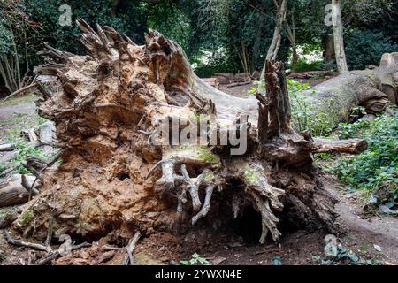 Il sistema di radici esposte di un albero caduto, Londra, Regno Unito Foto Stock