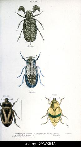 Pelidnota pulchella [qui come Rutela pulchella]; Macraspis cincta [qui come Macraspis fucata] Polyphylla fullo, [qui come Melolontha Fullo] maschio e femmina incisione in acciaio colorato a mano di William Lizars da " Beetles " di Duncan, James, 1804-1861 Data di pubblicazione 1846 Foto Stock