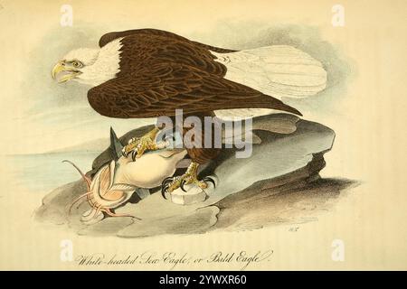 Haliaeetus leucocephalus (Haliaeetus leucocephalus) degli uccelli d'America: Da disegni realizzati negli Stati Uniti e nei loro territori volume 1. Tavole disegnate da John James Audubon e litografie di John T. Bowen di Philadelphia e Endicott di New York; pubblicato nel 1840 Foto Stock