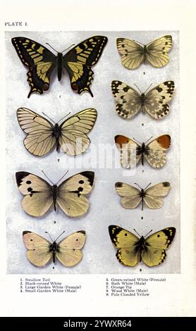 Un grafico di British Butterflies 1. Inghiottire la coda; 2. Bianco a venatura nera; 3. Large Garden White (donna); 4. Piccolo giardino; bianco (maschio) 5. Bianco a venatura verde (femmina); 6. Bath White (maschio); 7. Punta arancione; 8 bianco legno (maschio) 9. Giallo pallido nuvoloso Foto Stock