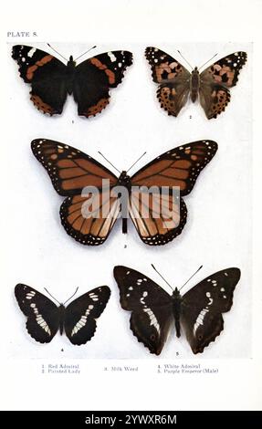 Un grafico di British Butterflies 1. Ammiraglio rosso; 2. Painted Lady; 3. Erbaccia da latte; 4. Ammiraglio bianco; 5. Purple Emperor (maschio) Foto Stock