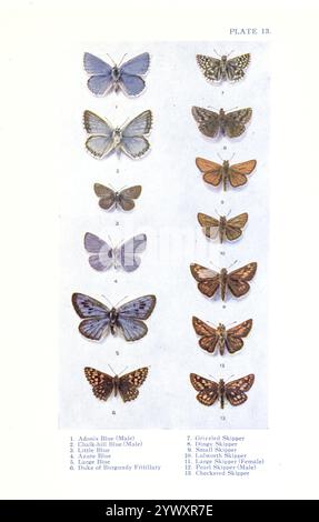 Un grafico di British Butterflies 1. Adonis Blue (maschio); 2. Gessalk-Hill Blue (maschio); 3. Little Blue; 4. Blu azzurro; 5. Blu grande; 6. Fritillario Duca di Borgogna; 7. Skipper grizzled; 8. Skipper Dingy; 9. Skipper piccolo; 10. Lulworth Skipper; 11. Skipper grande (femmina); 12. Skipper perle (maschio); 13. Skipper a scacchi Foto Stock