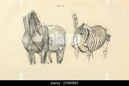 L'illustrazione a sinistra mostra una parte dei muscoli del corpo, del collo e degli arti; il taglio a destra mostra le ossa che entrano nella composizione di queste parti. Dall'anatomia e fisiologia del cavallo: Con illustrazioni anatomiche e domande. Contenente anche una serie di esami sull'anatomia e la fisiologia equina, con istruzioni relative alla dissezione e alla modalità di preparazione anatomica. A cui si aggiunge, glossario di tecnicismi veterinari, grafico tossicologico e dizionario di scienza veterinaria di Dadd, George H., data di pubblicazione 1857 Foto Stock