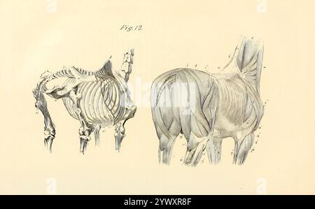 La figura a sinistra nella direzione posteriore mostra una parte dei muscoli del corpo, del collo e degli arti; il taglio a destra mostra le ossa che entrano nella composizione di queste parti. Dall'anatomia e fisiologia del cavallo: Con illustrazioni anatomiche e domande. Contenente anche una serie di esami sull'anatomia e la fisiologia equina, con istruzioni relative alla dissezione e alla modalità di preparazione anatomica. A cui si aggiunge, glossario di tecnicismi veterinari, grafico tossicologico e dizionario di scienza veterinaria di Dadd, George H., data di pubblicazione 1857 Foto Stock