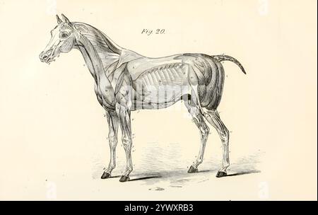 Eccellente rappresentazione dei muscoli di un lato della testa, del collo, del corpo e degli arti dall'anatomia e dalla fisiologia del cavallo: Con illustrazioni anatomiche e di domande. Contenente anche una serie di esami sull'anatomia e la fisiologia equina, con istruzioni relative alla dissezione e alla modalità di preparazione anatomica. A cui si aggiunge, glossario di tecnicismi veterinari, grafico tossicologico e dizionario di scienza veterinaria di Dadd, George H., data di pubblicazione 1857 Foto Stock