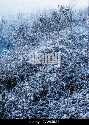 Una tranquilla mattina d'inverno mostra delicate gelate che coprono arbusti e erbe vicino a un calmo corpo d'acqua. Le delicate tonalità blu creano un'atmosfera tranquilla Foto Stock