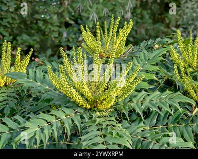 Boccioli di fiori gialli su un arbusto di Mahonia Foto Stock