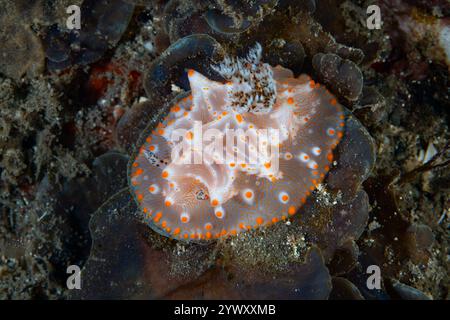 Uno splendido ramo nuziale, Halgerda batangas, scorre attraverso il fondale marino nello stretto di Lembeh, Indonesia. Foto Stock