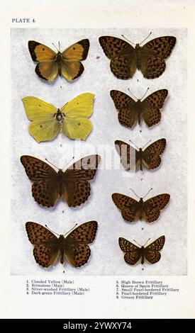 Un grafico di British Butterflies 1. Giallo nuvoloso (maschio); 2. Brimstone (maschio); 3. Fritillary lavato in argento (maschio); 4. Fritillary verde scuro (maschio); 5. High Brown Fritillary; 6. Fritillario Regina di Spagna; 7. Fritillario piccolo con bordi di perle; 8. Fritillary con bordi di perle; 9. Fritillario grasso Foto Stock