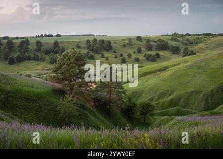 Valle verde in una giornata nuvolosa, pochi pini crescono su un pendio. Paesaggio collinare di campagna con alberi e piante viola come lavanda o salvia. Foto Stock