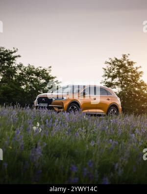 SUV crossback DS7 di bronzo in un prato al tramonto. Vista anteriore di tre quarti dell'auto francese arancione circondata da piante viola come lavanda e salvia. Foto Stock