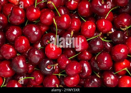 Ciliegie rosse mature fresche con gambi: Sfondo di frutta vivace Foto Stock