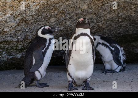 Tre pinguini africani si nascondono dal sole all'ombra di una grande pietra. Sudafrica, habitat naturale di animali a rischio di estinzione. Piedi neri, SPECT Foto Stock