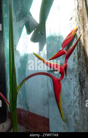 Vietnam, Hoi An, 2024-02-19 città vecchia, Red heliconia, fiore, minimalismo, design, decorazione, luce, ombre, fotografia di Jean-Yves Bardin Foto Stock