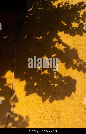 Vietnam, Hoi An, 2024-02-19 città vecchia, mura gialle, ombre, riflessi, foglie, albero, vintage, decorazione, strada, minimalismo, fotografia di Jean-Yv Foto Stock