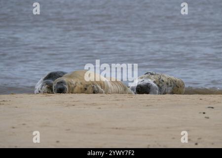 Femmina Grey Seals, Horsey, Norfolk Foto Stock