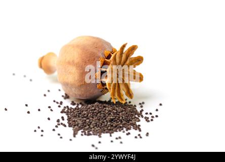 Capsule di papavero essiccate con semi su sfondo bianco Foto Stock