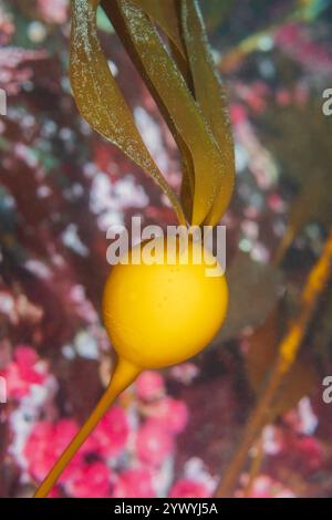 Discovery Passage Quadra Island Salish Sea Campbell River Vancouver Island Columbia Britannica Canada Foto Stock