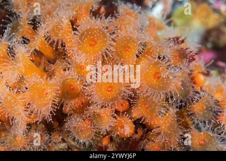 Discovery Passage Quadra Island Salish Sea Campbell River Vancouver Island Columbia Britannica Canada Foto Stock