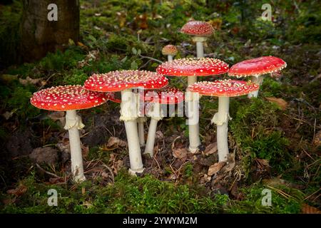 Agarica delle mosche (Amanita muscaria) - gruppo densamente in piedi nella foresta di muschi Foto Stock
