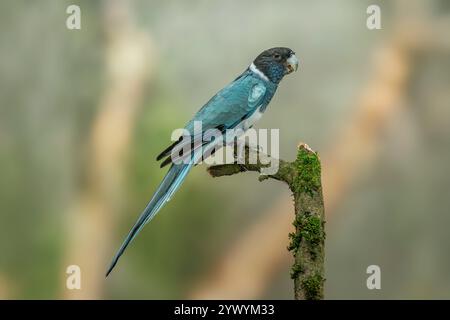 Pappagallo di Port Lincoln o mutazione blu-nebbioso collo di anello di Port Lincoln, Barnardius zonarius zonarius Foto Stock