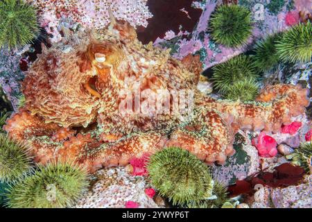 Polpo gigante del Pacifico, Enteroctopus dofleini, tra ricci di mare verde, Strongylocentrotus droebachiensis, Discovery Passage, Quadra Island, Salish Sea, Foto Stock