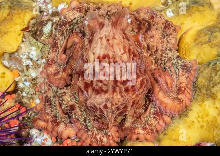 Polpo gigante del Pacifico, Enteroctopus dofleini, Discovery Passage, Quadra Island, Salish Sea, Campbell River, Isola di Vancouver, Columbia Britannica, Canada Foto Stock