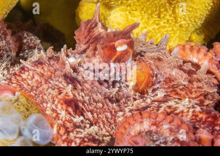 Polpo gigante del Pacifico, Enteroctopus dofleini, Discovery Passage, Quadra Island, Salish Sea, Campbell River, Isola di Vancouver, Columbia Britannica, Canada Foto Stock