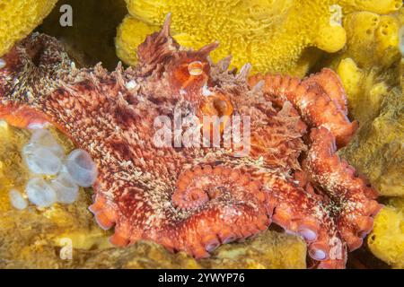 Polpo gigante del Pacifico, Enteroctopus dofleini, Discovery Passage, Quadra Island, Salish Sea, Campbell River, Isola di Vancouver, Columbia Britannica, Canada Foto Stock