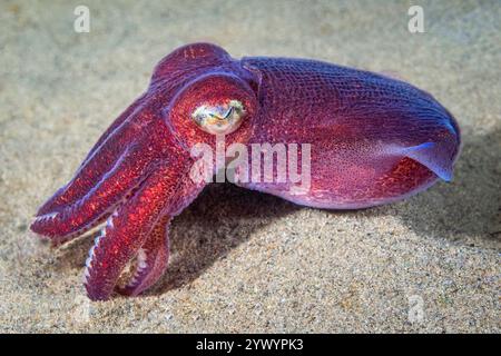 Calamari corposi, Rossia pacifica, calamari corazzati, Alki Junkyard, Puget Sound, Salish Sea, Seattle, Washington, Stati Uniti, Oceano Pacifico Foto Stock