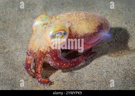 Calamari corposi, Rossia pacifica, calamari corazzati, Alki Junkyard, Puget Sound, Salish Sea, Seattle, Washington, Stati Uniti, Oceano Pacifico Foto Stock