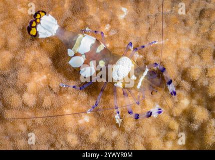 Gamberi anemonici con coda di pavone o gamberi anemonici di vetro, Periclimenes brevicarpalis, sul suo anemone adesivo ospite, Cryptodendrum adhaesivum, viti Levu, Fi Foto Stock