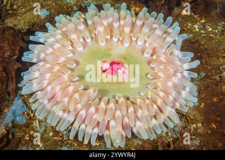 Anemone con perline rosse, o anemone con rose stubby, Urticina coriacea, Bainbridge Island, Puget Sound, Washington, Stati Uniti, Mare di Salish, Oceano Pacifico Foto Stock
